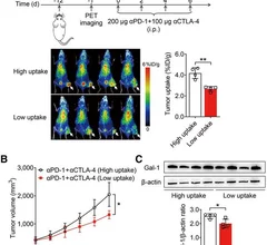 A newly identified PET imaging biomarker could help providers tailor immunotherapy treatments for patients with certain types of cancers. 