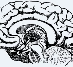 BrainIllus.jpg Thumbnail