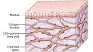 interstitium.jpg