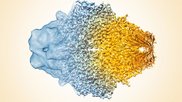 20180515-beta-galactosidase.jpg