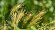 barley field wheat nature