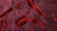 Blood Cells