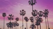 miami tropical palm trees