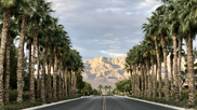 Las Vegas mountains palm trees