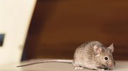 Mouse Mice Rodent