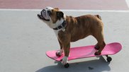dog on skateboard
