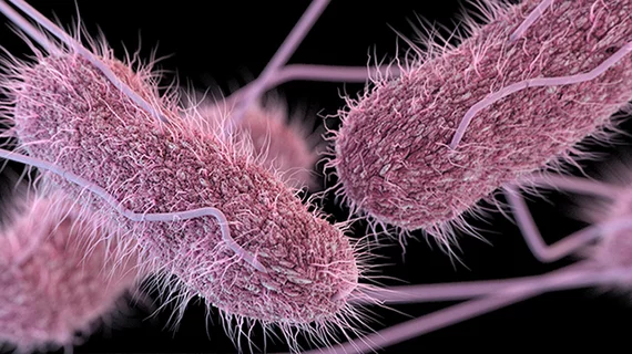 salmonella_750px.jpg salmonella_750px.jpg