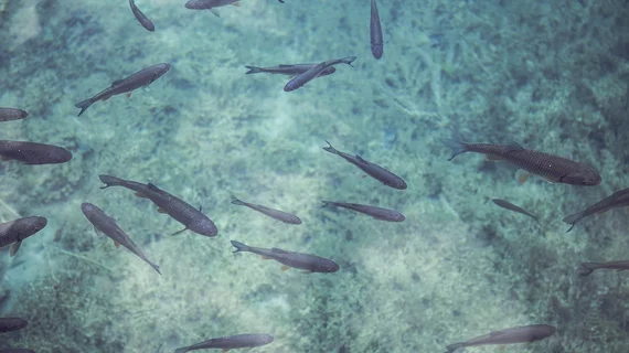Fish Fish